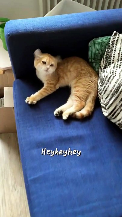 Heyy Buddy. . . 😸😸😸