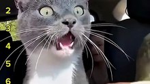 The Best Moment Neuropathic Cat Core 😸😸😸