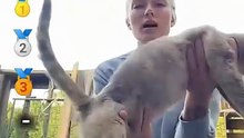 Top Best Moment Funnies Cats 😸😸😸