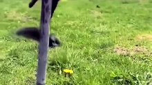 The Best Moment Cat vs Animals 😸😸😸