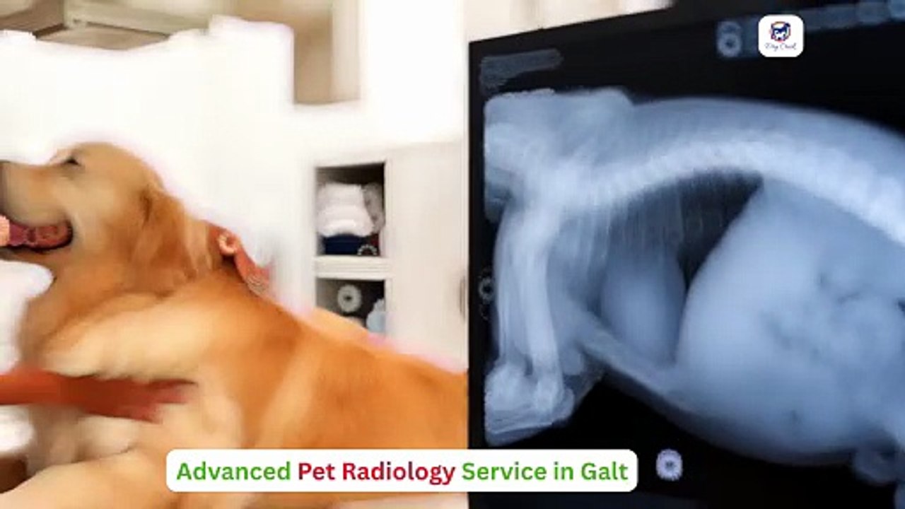 Advanced Pet Radiology Service in Galt for Better Care