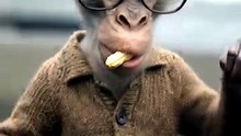 🐒🤣 Funny Monkey Dancing Like a Superstar! 😂🎥 | AI-Generated Video