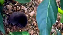 Little Moles Hanging Out On The Farm