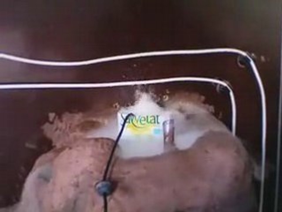 Vivarium test fogger dendro