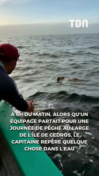 Des pêcheurs secourent un chien perdu dans l'océan
