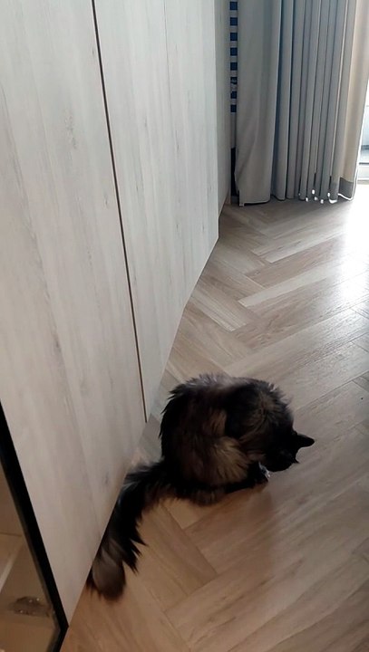 How to open the door? Easy! :) #cats #catlover #funnycats