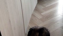 How to open the door? Easy! :) #cats #catlover #funnycats
