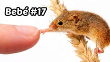 Criando una familia de ratoncitos (un viaje de 80 días)
