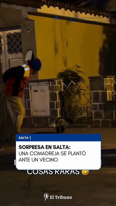UNA COMADREJA SORPRENDIÓ A VECINOS DE SALTA Y E...