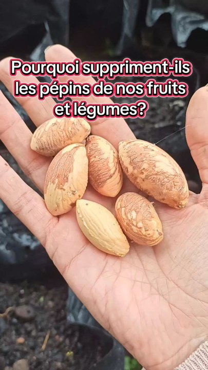 Pourquoi suppriment-ils les pépins de nos fruits et légumes ?