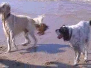 aïvon riva et baya à la plage 2