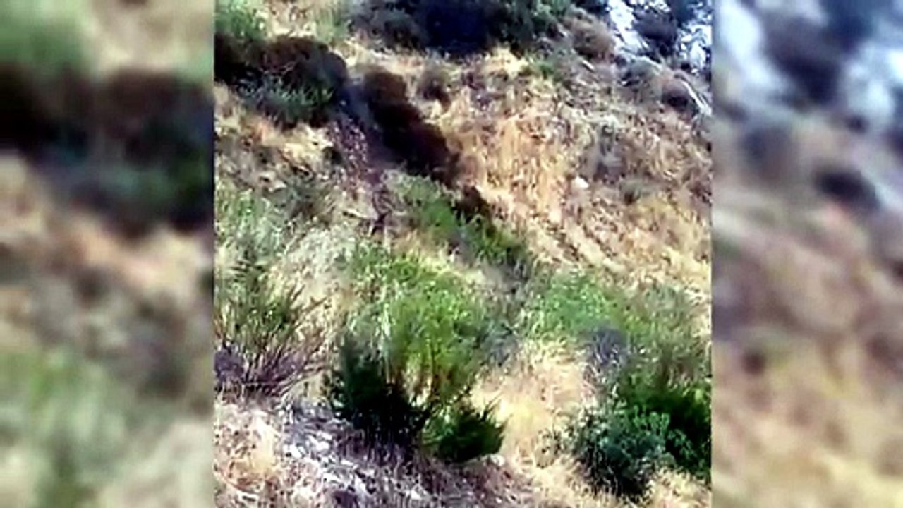 Sorpresa vicino a Dorgali, l'incontro ravvicinato col cervo sardo emoziona i turisti - VIDEO