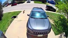 Funniest Animal Videos  😂 When Pets Forget How To Behave