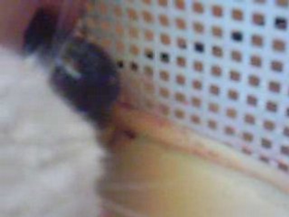 Accouchement de chat