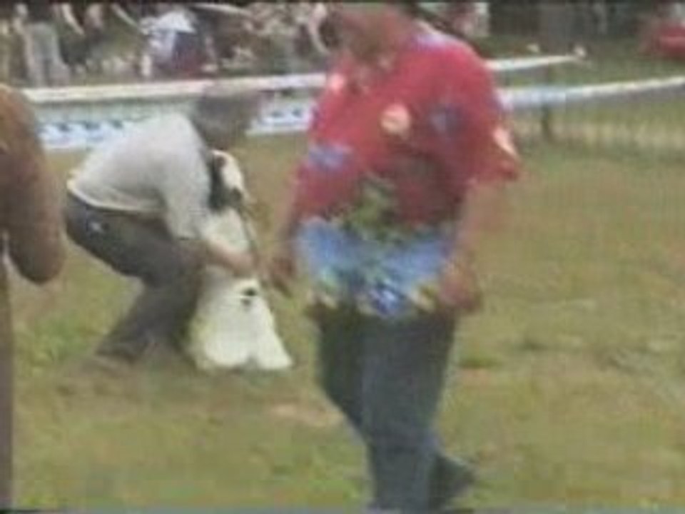 amcocker dog show 09.07.2005 Moscow part 1