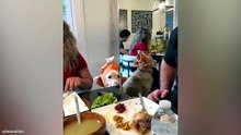 Funniest Animal Videos 😂 Silly & Dramatic Pets Caught on Camera 🐾