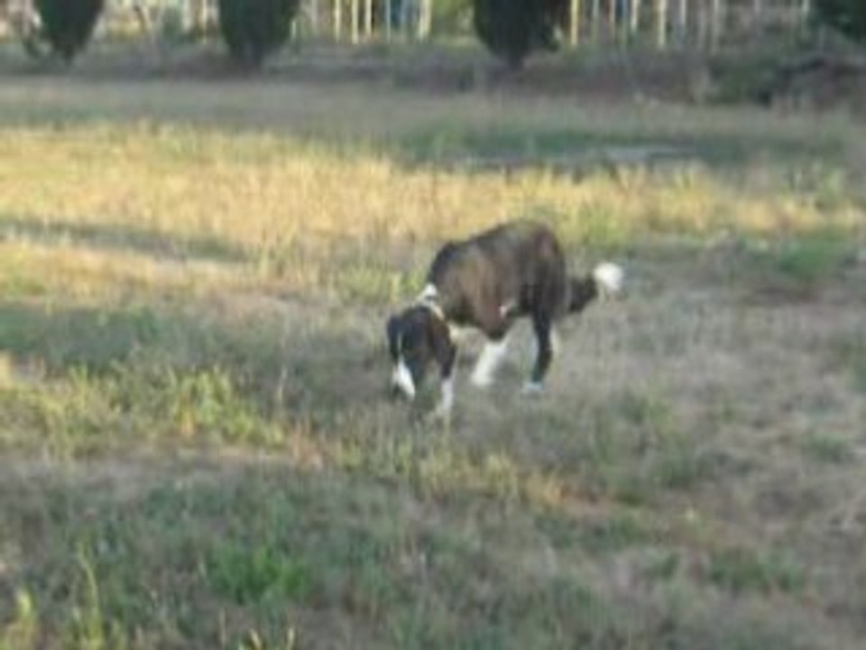 Balto cour
