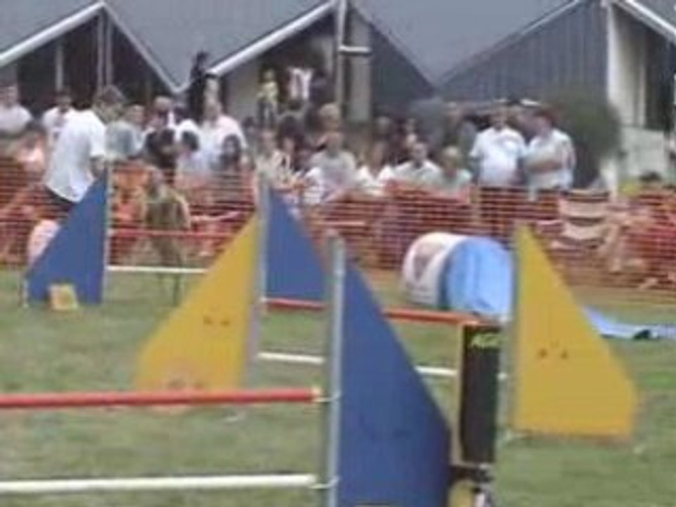 Agility (G.P.F. et Jumping d'Obernaumen 2008)