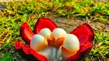 🍓🍉 5 Fruits That Look Like They’re From Another Planet! 🤯 #funny #memes #fruit