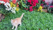 Gatinhos conhecendo o jardim