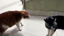 Let's Fight 😸😸😸