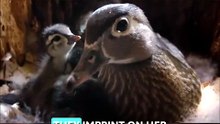 Duckling Bond