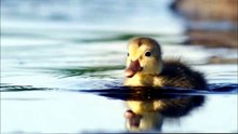 Introducing Ducks