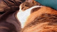 Cory assists with achieving the proper leg stretch form. | #SparklegleamFarm #Cory #homestead #cats #catlovers #cute