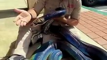 1 minuto animal - as 5 serpentes mais lindas do mundo - a 1º é incrível!