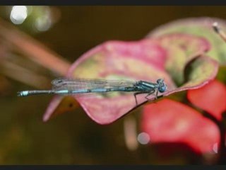 Special libellules et demoiselles