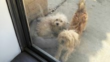 Bonded Pair Left Behind When Owners Move Away