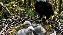 Baby Bald Eagle's First Weeks 🦅🐣 | Inside the Incredible Eaglet Growth Journey