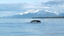 Den amerikanske marinen og kystvakten overvåker virkningen av undervannslyd på marine arter