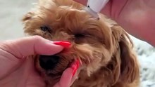 Smart Pet Grooming Trimmer for Dogs & Cats – Waterproof, LED Display