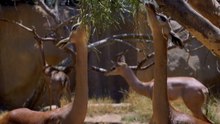 Giraffe: How long can this long-necked herbivore go without water?