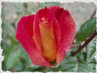 Cheb rayan n'sel fik 3omri lala