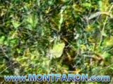 Mont Faron - Toulon / VAR - www.MONTFARON.com