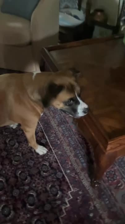 Dog Can't Resist Chewing on Easter Eggs Vessels