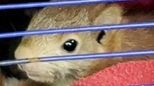"Il a fallu que l’on apprenne à dire non" : à Laroque, l'hôpital de la faune sauvage face à l'afflux d'animaux blessés