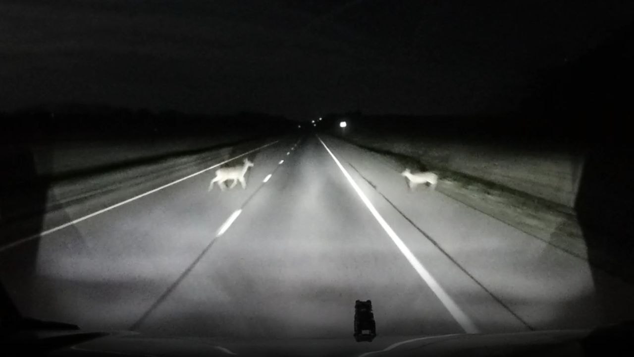 Shocking Collision: Driver Faces Dual Deer Crisis on Highway
