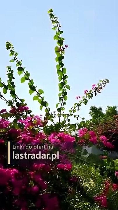 Relaks w hotelu Tropicana Rosetta Hill w Sharm...