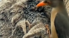 Oxpecker Digs Through Thick Wool To Cure Bighorn Sheep | Birds Survival