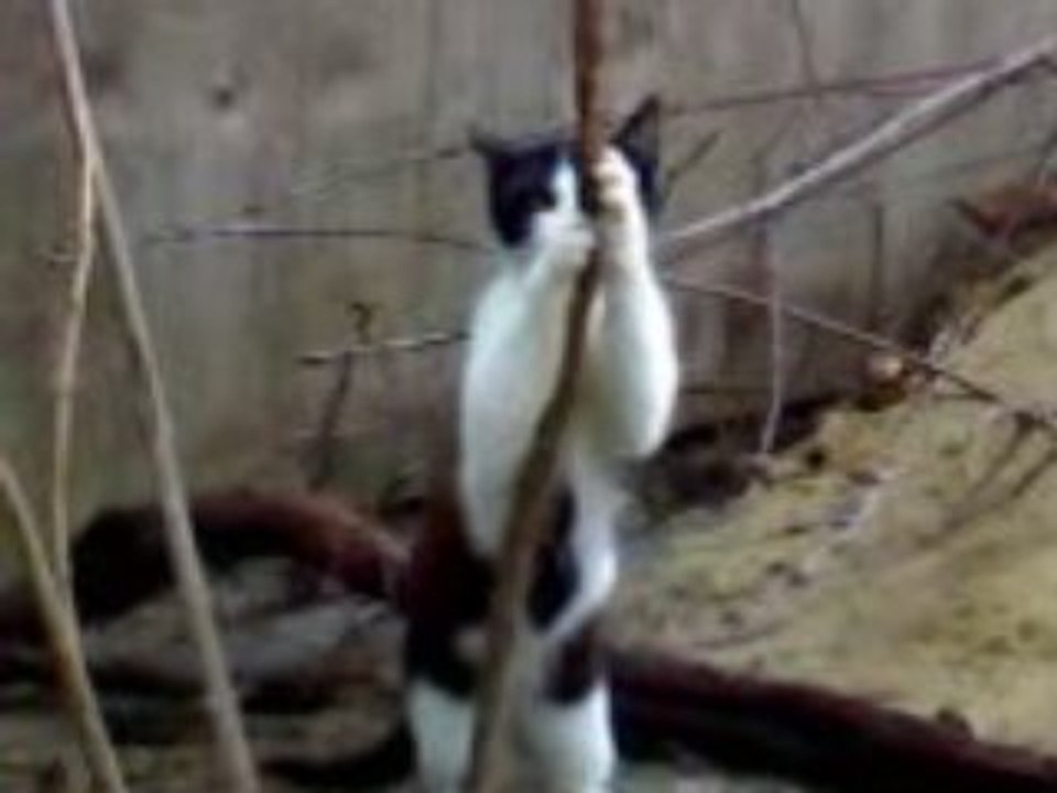 Une Chatte Sexy - Dance