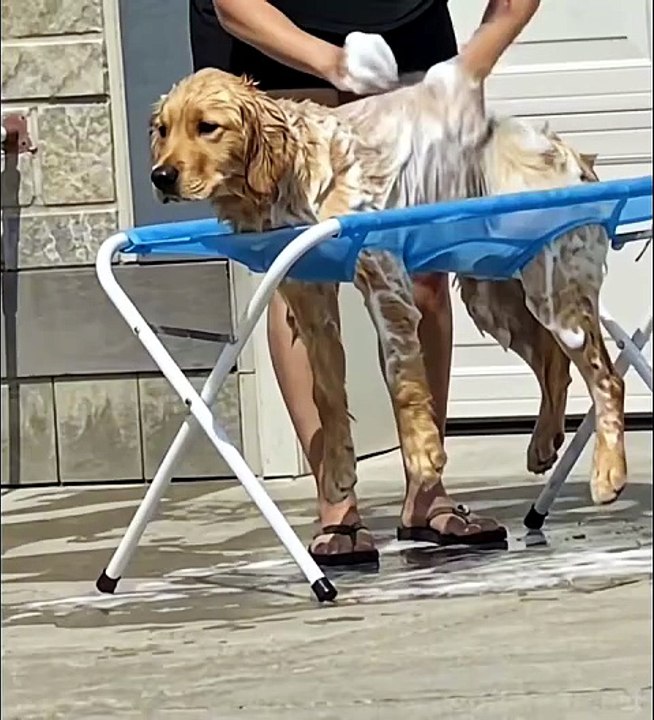 The true meaning of this video that only dog ​​...