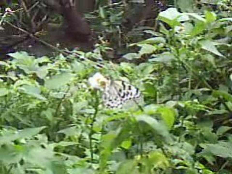麟山鼻蝴蝶