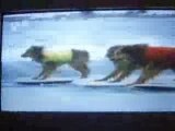 chiens surfeurs