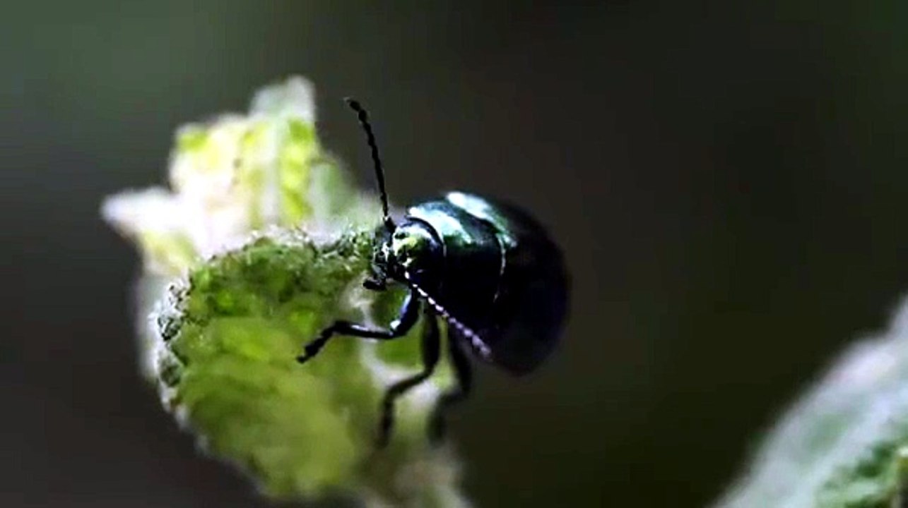 Observation d'un coléoptère