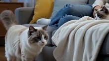 The Ragdoll Found the Warmest Spot in the House
