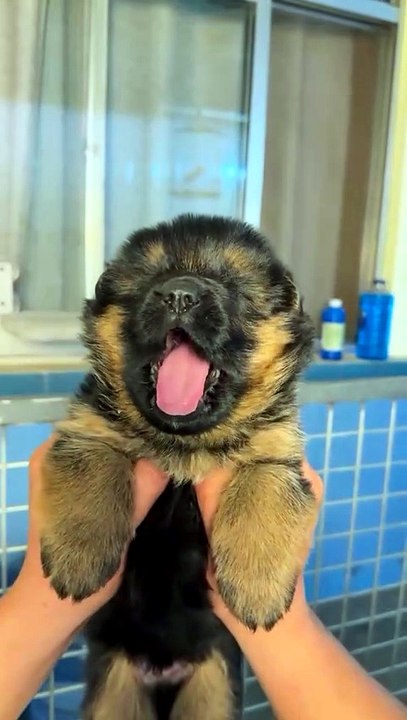 Funny German Shepherddogs 🐾🐾🐾🐾#puppy#cute#funniest#reels#viralvedio#