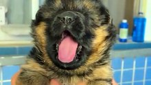 Funny German Shepherddogs 🐾🐾🐾🐾#puppy#cute#funniest#reels#viralvedio#